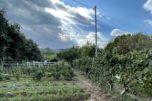 Vendita terreno agricolo da orto Pesaro - Zona Case Bruciate (TE350)