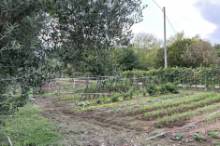 Vendita terreno agricolo da orto Pesaro - Zona Case Bruciate (TE350)