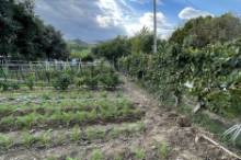 Vendita terreno agricolo da orto Pesaro - Zona Case Bruciate (TE350)