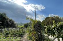 Vendita terreno agricolo da orto Pesaro - Zona Case Bruciate (TE350)