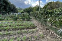 Vendita terreno agricolo da orto Pesaro - Zona Case Bruciate (TE350)