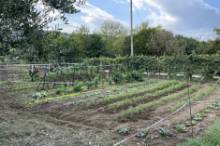 Vendita terreno agricolo da orto Pesaro - Zona Case Bruciate (TE350)