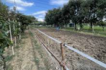 Vendita terreno agricolo da orto Pesaro - Zona Case Bruciate (TE350)