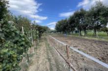 Vendita terreno agricolo da orto Pesaro - Zona Case Bruciate (TE350)