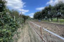 Vendita terreno agricolo da orto Pesaro - Zona Case Bruciate (TE350)